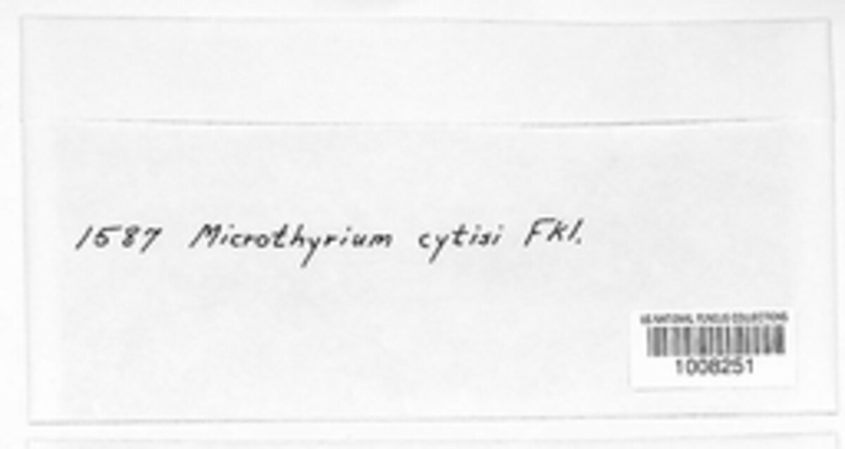 Microthyrium cytisi image